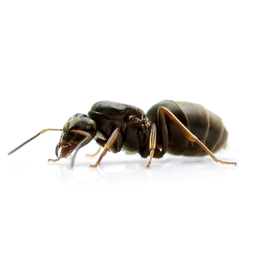 Lasius niger